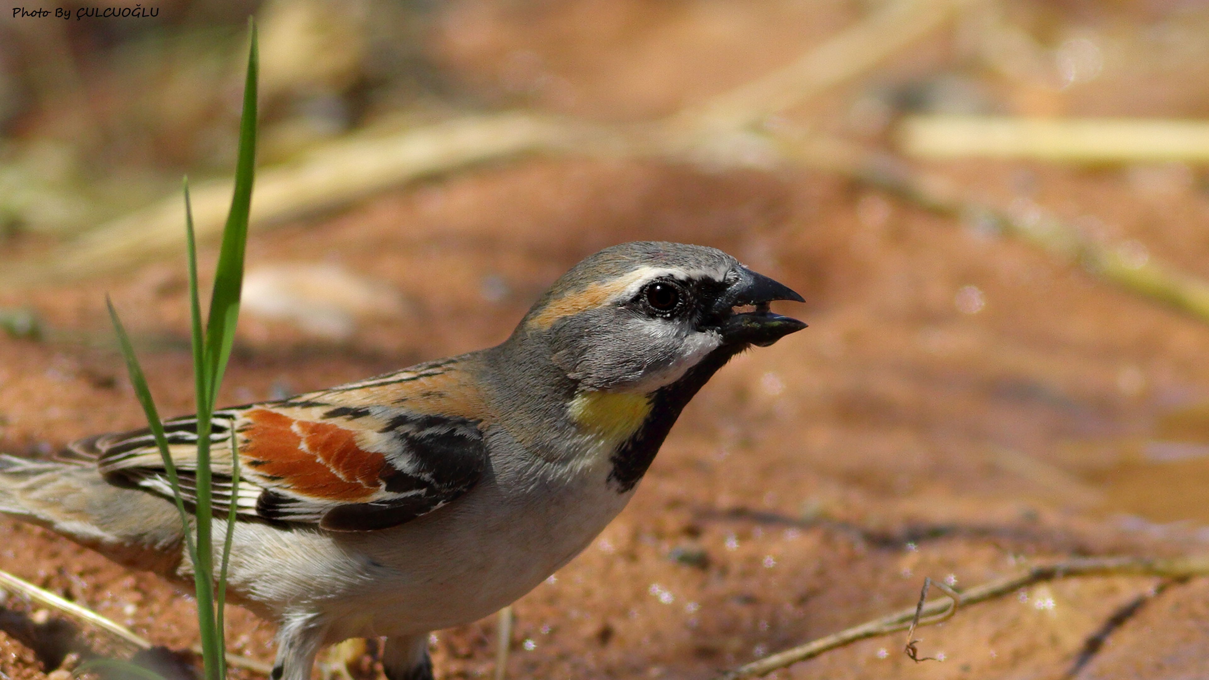 Dead Sea Sparrow
